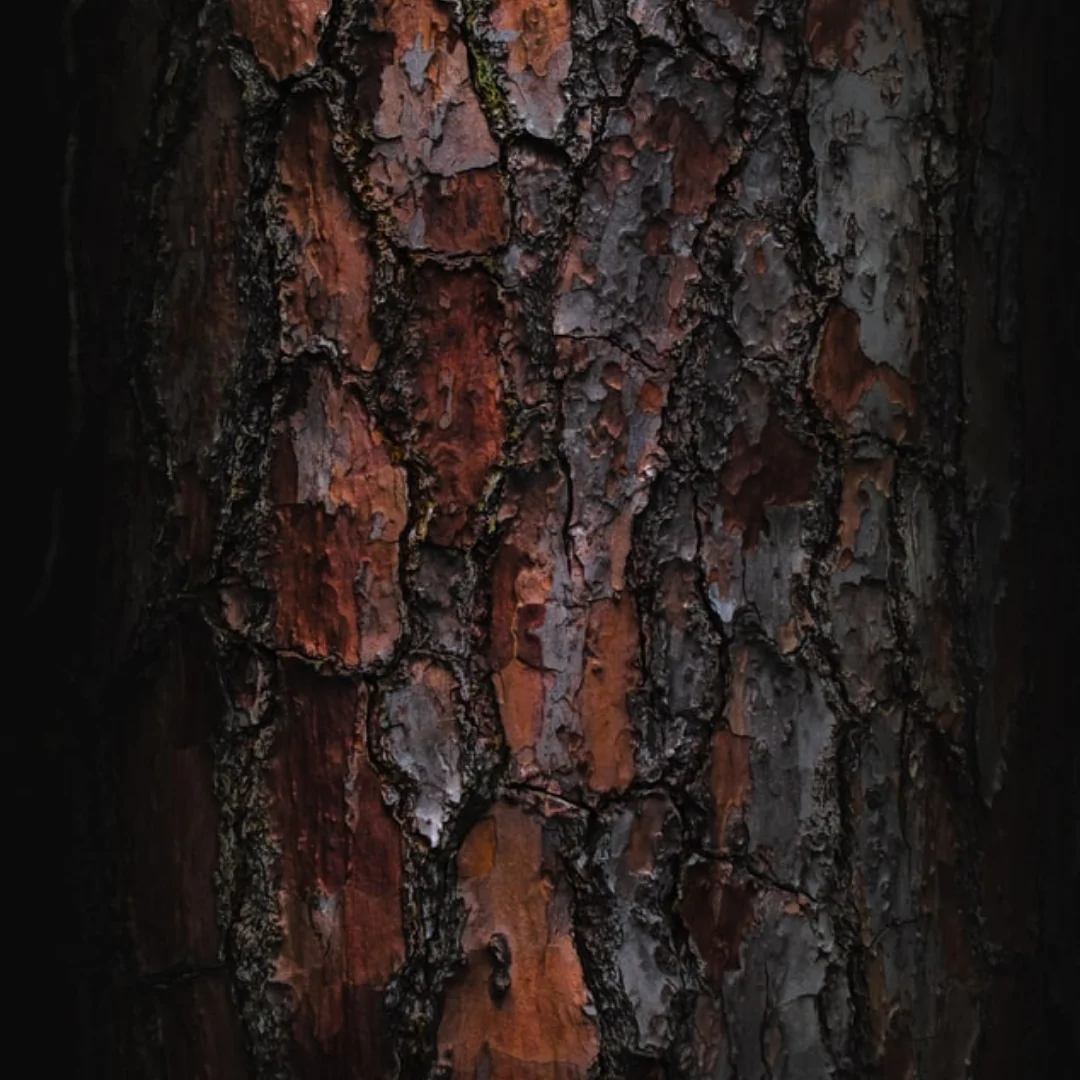 tronc d'arbre sombre 